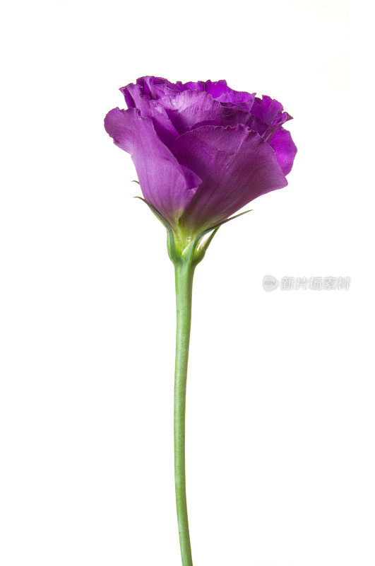 Eustoma (lisianthus)。